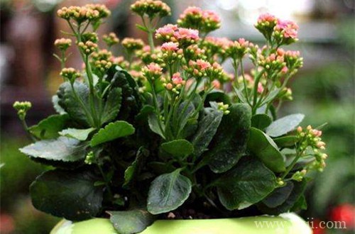 长寿花掉花苞怎么办？从这四点找原因，就能解决！