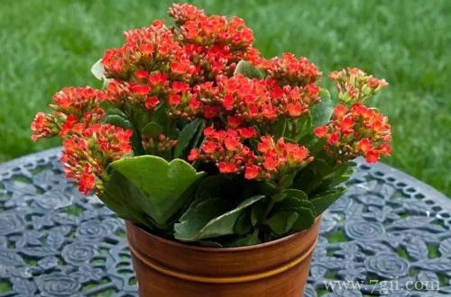 长寿花掉花苞怎么办？从这四点找原因，就能解决！