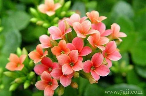 长寿花掉花苞怎么办？从这四点找原因，就能解决！