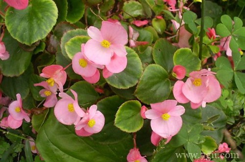 四季海棠冬季怎样养护？学会这5点养护方法，可以开一整个冬天！