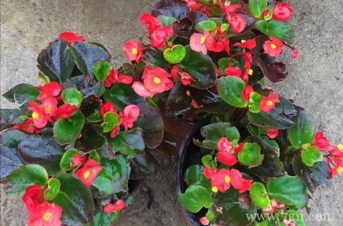 四季海棠冬季怎样养护？学会这5点养护方法，可以开一整个冬天！