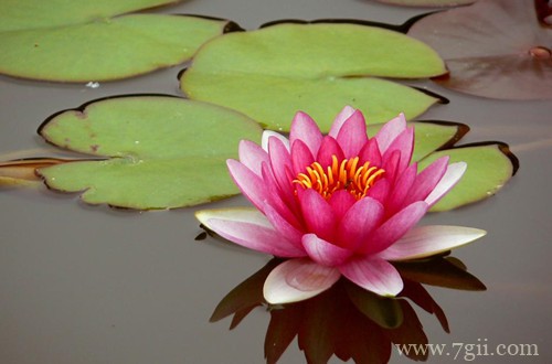 睡莲冬季需要怎样养护？一定要进行越冬处理，否则容易被冻死！