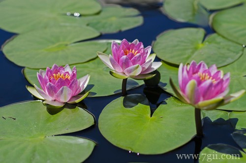 睡莲冬季需要怎样养护？一定要进行越冬处理，否则容易被冻死！