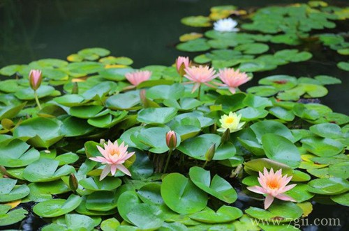 睡莲冬季需要怎样养护？一定要进行越冬处理，否则容易被冻死！