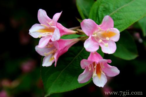 五彩锦带花怎么养？了解这些养护方法，养护好不再是问题！