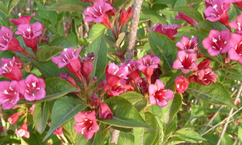 五彩锦带花怎么养？了解这些养护方法，养护好不再是问题！