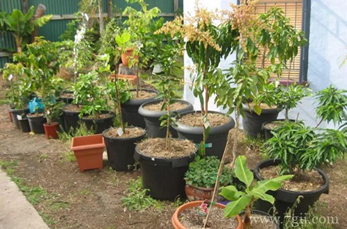 春天什么时候可以把花搬到室外养护？别着急，北方的花友再等等！