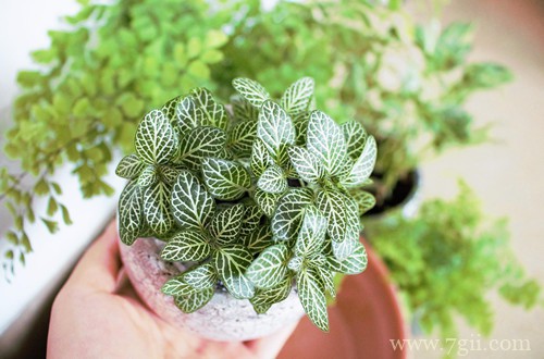 春天什么时候可以把花搬到室外养护？别着急，北方的花友再等等！