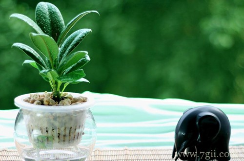 春天什么时候可以把花搬到室外养护？别着急，北方的花友再等等！