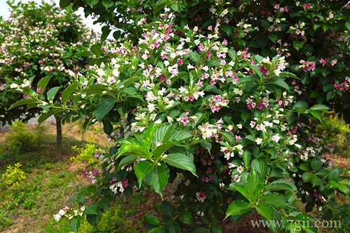 锦带花什么时候可以开花？注意养护细节，花越开越多！