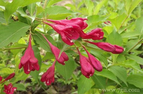 锦带花什么时候可以开花？注意养护细节，花越开越多！