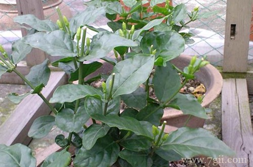 这几种花别舍不得修剪，越剪花越多！