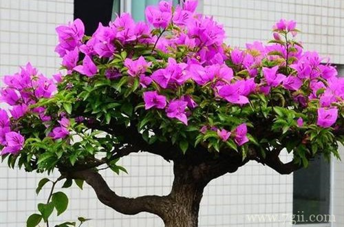 这几种花别舍不得修剪，越剪花越多！