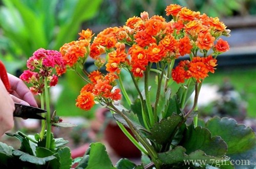 这几种花别舍不得修剪，越剪花越多！