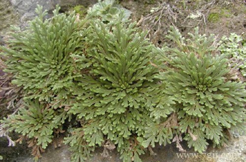 卷柏如何种植？养不了几天就死了是什么原因？