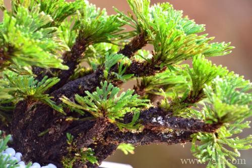 卷柏如何种植？养不了几天就死了是什么原因？