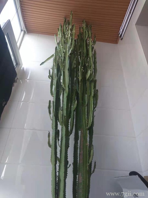 霸王鞭长得太长怎么办，能修剪吗？怎么修剪？