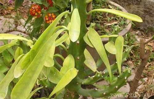 霸王鞭长得太长怎么办，能修剪吗？怎么修剪？