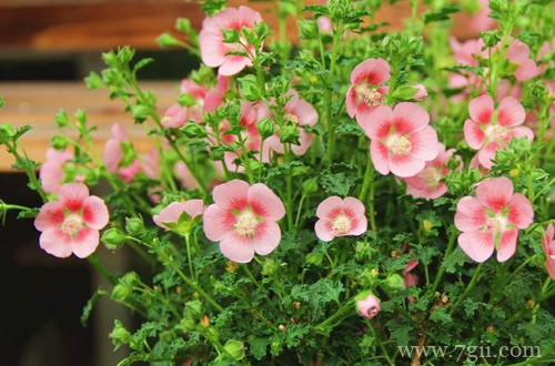 小木槿只长叶子不开花，是什么原因？怎么解决？