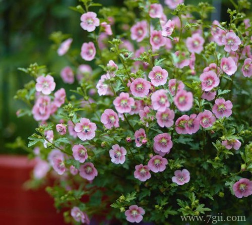 小木槿只长叶子不开花，是什么原因？怎么解决？