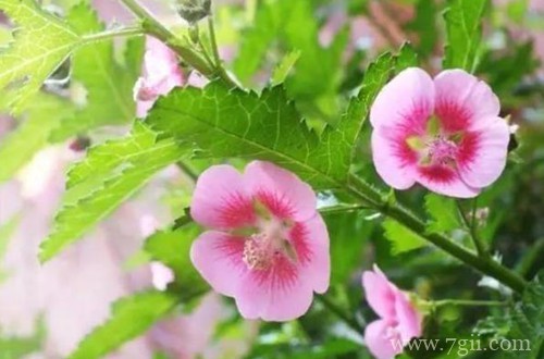 小木槿只长叶子不开花，是什么原因？怎么解决？