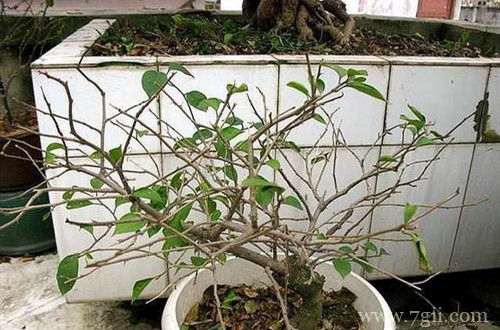 植物冬天落叶到现在还不长叶，怎么办？怎么判断植物是否已经死亡