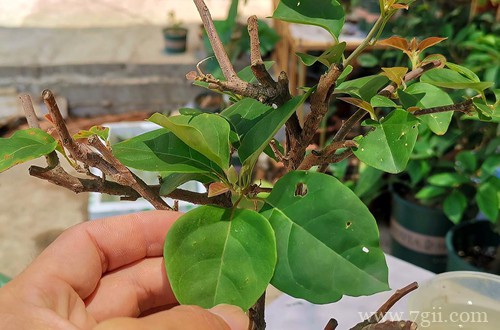 植物冬天落叶到现在还不长叶，怎么办？怎么判断植物是否已经死亡