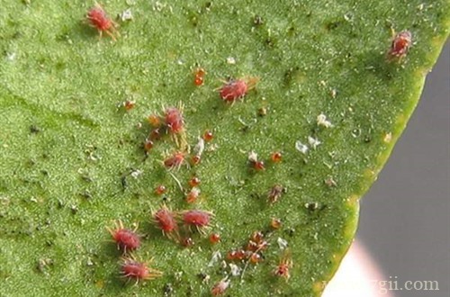 观察花有没有虫子的一个好方法，看看花友的分享！