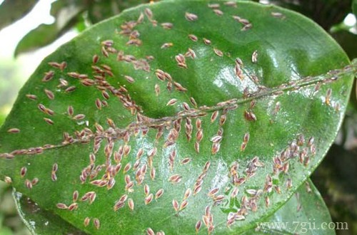 观察花有没有虫子的一个好方法，看看花友的分享！