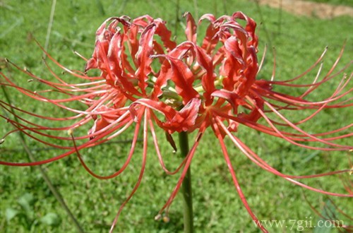 石蒜怎么种植？注意这几项种植事项，就能轻松养好！