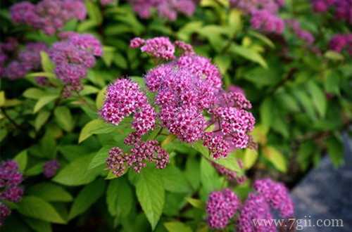 绣线菊怎么养护？注意这六点养护方法，花就开得多！