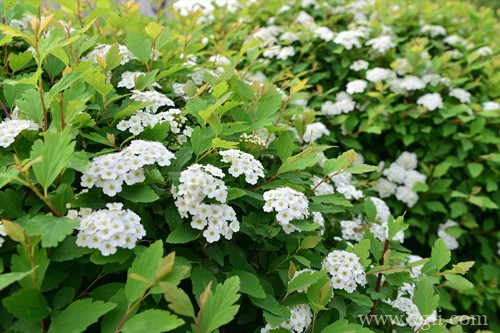 绣线菊怎么养护？注意这六点养护方法，花就开得多！