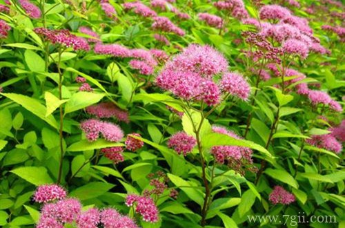 绣线菊怎么养护？注意这六点养护方法，花就开得多！