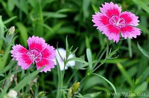 石竹花种子什么时候播种?选这季节撒下一粒种子,可以收获一盆!