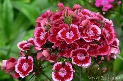 石竹花种子什么时候播种?选这季节撒下一粒种子,可以收获一盆!