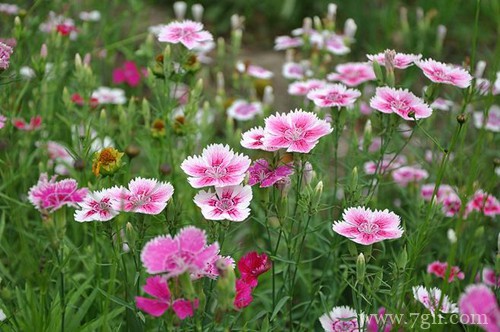 石竹花种子什么时候播种?选这季节撒下一粒种子,可以收获一盆!