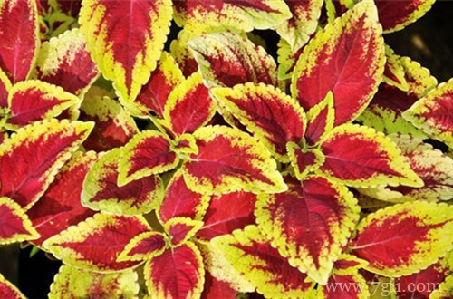 彩叶草哪个时候可以换盆呢？上盆后要怎么养护呢？