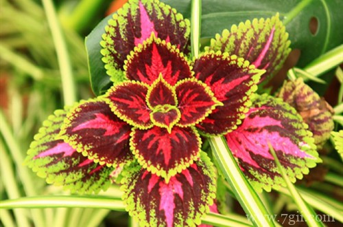 彩叶草哪个时候可以换盆呢？上盆后要怎么养护呢？