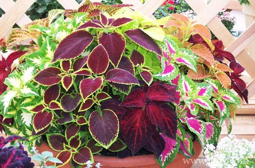 彩叶草哪个时候可以换盆呢？上盆后要怎么养护呢？