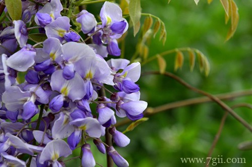紫藤花什么时候开花？开花少怎么办？