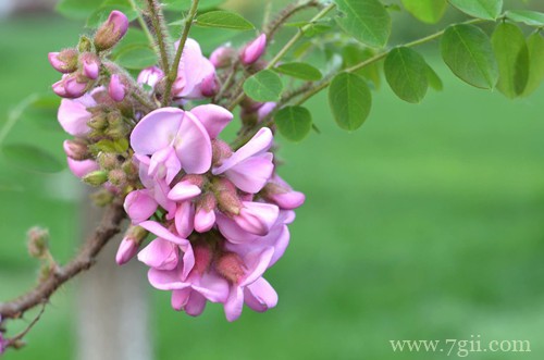 紫藤花什么时候开花？开花少怎么办？