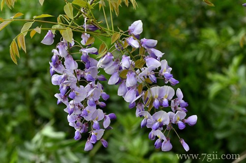 紫藤花什么时候开花？开花少怎么办？