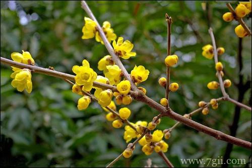 腊梅一直不长叶子不发芽是怎么回事？