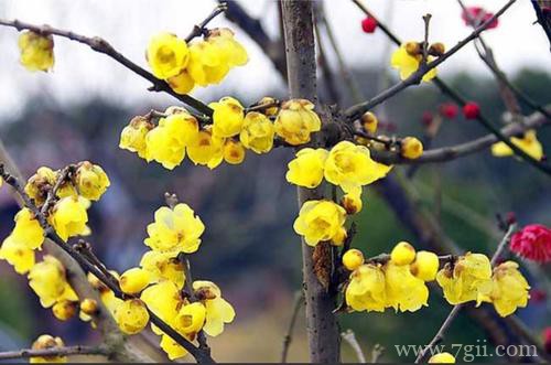腊梅一直不长叶子不发芽是怎么回事？