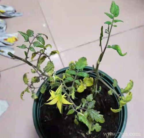 小番茄最近叶子很黑，可能是什么原因呢