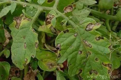 小番茄最近叶子很黑，可能是什么原因呢