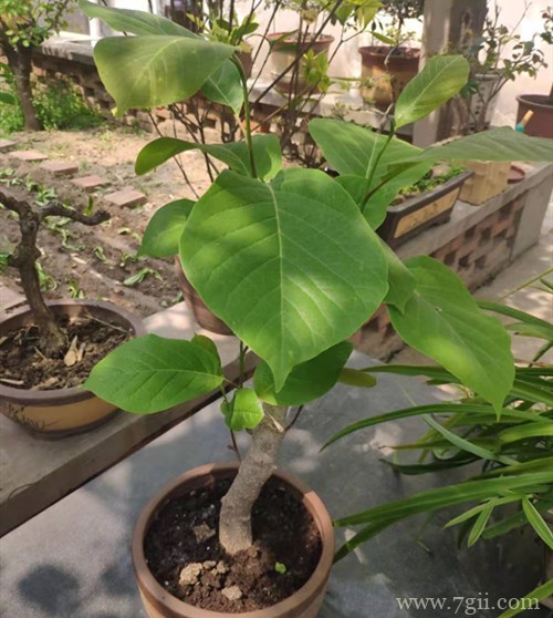 白玉兰如何修剪？注意修剪细节，就可以在夏季不断地开花！