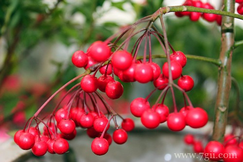 富贵子不开花不结果怎么办？是什么原因？