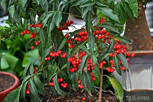 富贵子不开花不结果怎么办？是什么原因？