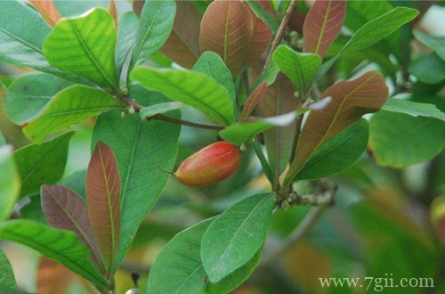 神秘果为什么不开花？注意这四个原因！